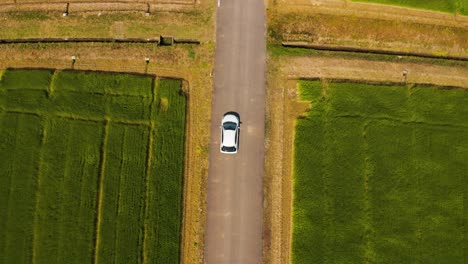 Conducción-De-Automóviles-A-Través-De-Campos-De-Arroz,-Vista-De-Arriba-Hacia-Abajo,-Campo-De-Japón