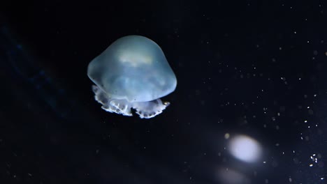 a jellyfish pulsates gently in the deep sea.