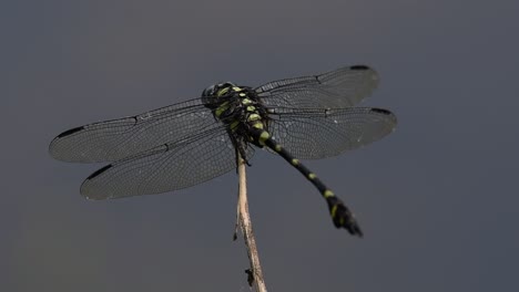 la libélula de cola de brida común se ve comúnmente en tailandia y asia