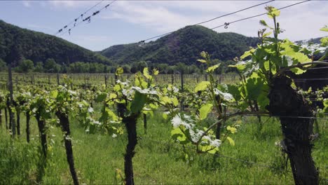 White-Grapes-Winery-In-Dürnstein-Weingärten