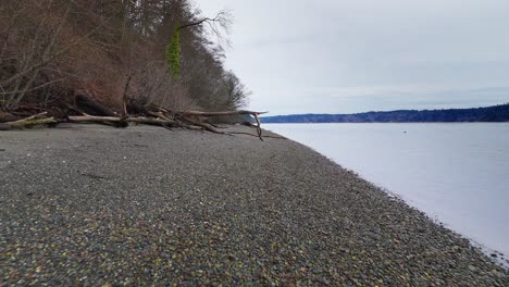 Slow-forward-shot-of-pebbled-shore-and-fallen-tree-in-Wollochet-Bay-in-Gig-Harbor,-Washington-State