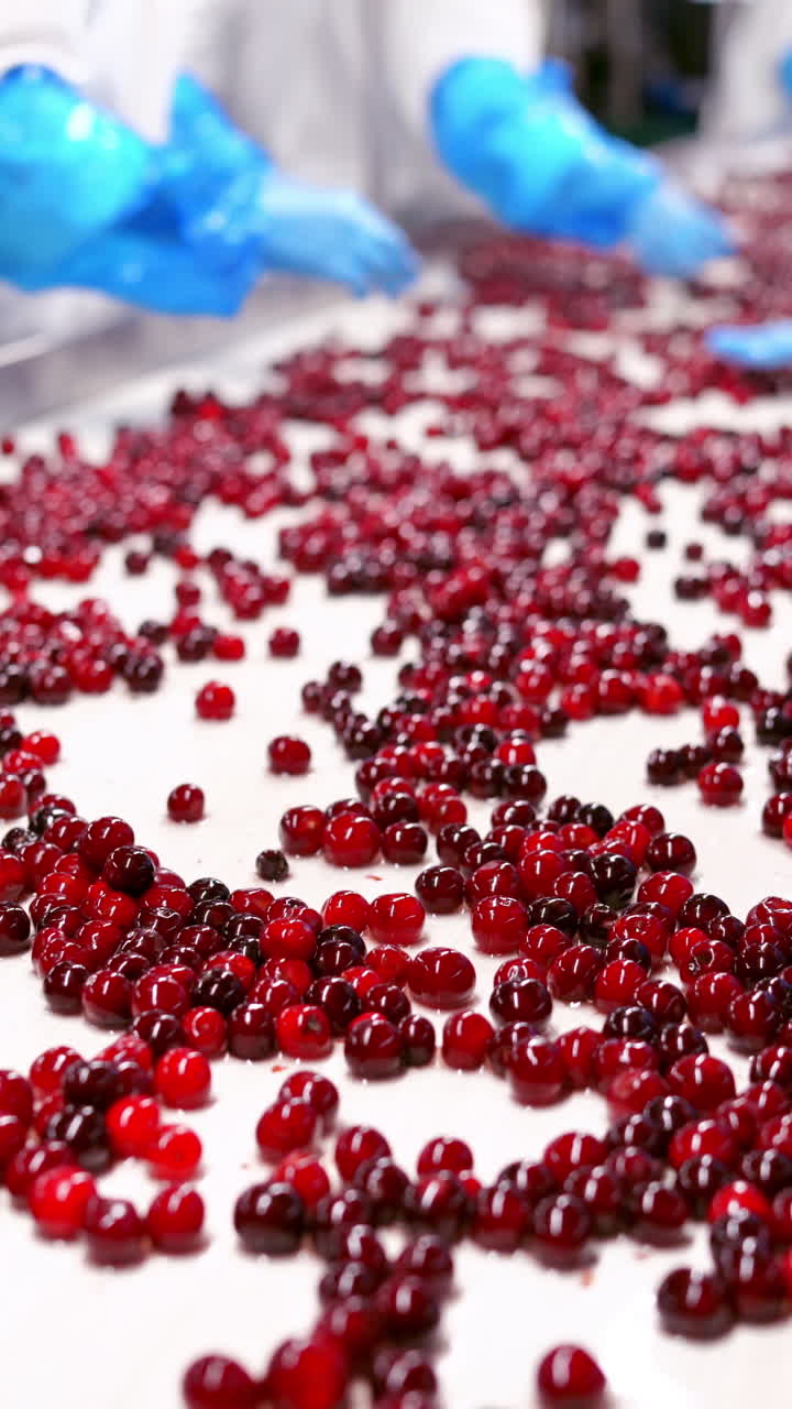 Cherry in sorting process. Red ripe cherries on a wet conveyor belt in a packing warehouse Vertical video