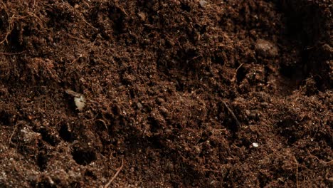 close-up of fertile soil