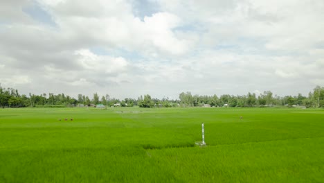 Schöne-Grüne-Reisfelder-Ländliche-Landschaft-Mit-Schönen-Himmel-Luftaufnahme-Lust-Grün