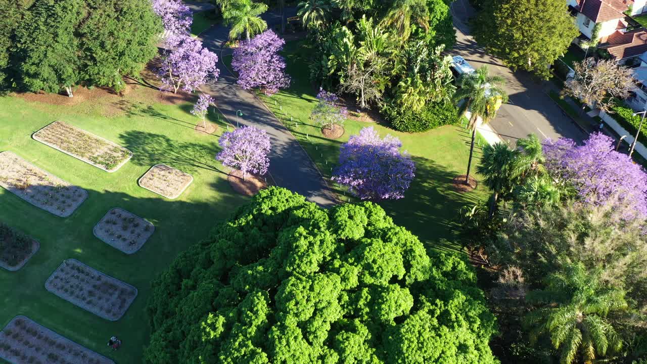 temporada de primavera en el nuevo parque agrícola, vista aérea de pájaros que captura la vegetación urbana con hermosos árboles florecientes de jacaranda púrpura con automóviles conduciendo por la avenida a través del parque
