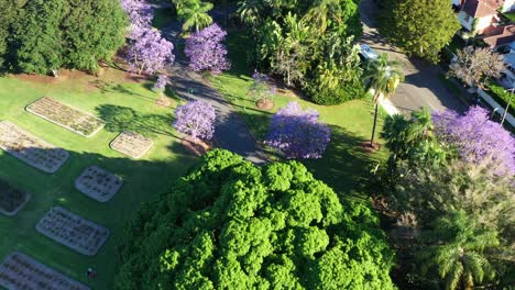 spring season at new farm park, aerial birds eye view capturing urban greenery with beautiful blooming jacaranda purple flowering tress with cars driving on the parkway across the park