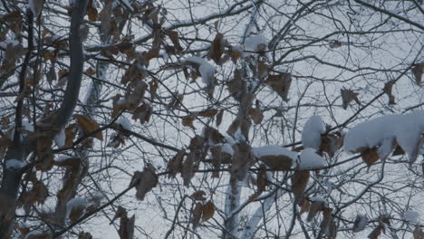 Wilted-Brown-Leaves-Covered-In-Snow-In-Winter-Woodland