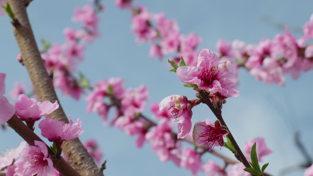 Close up of soft sakura flowers blooming in a gentle spring wind and sunlight