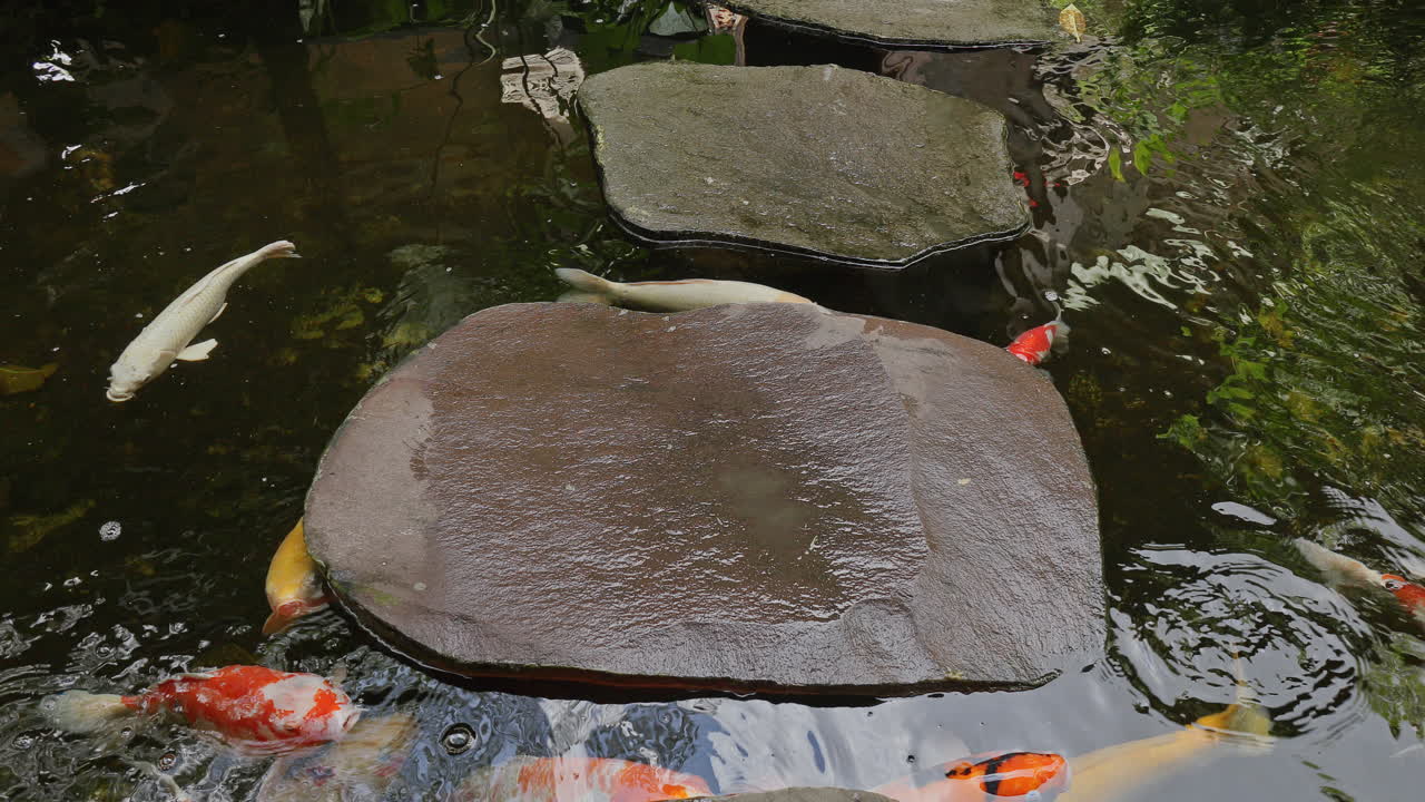 Koi carp in a pond in a tropical garden in bali