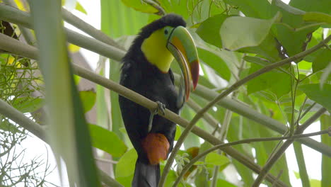 wild rainbow-billed toucan scratching himself and screaming around in deep jungle