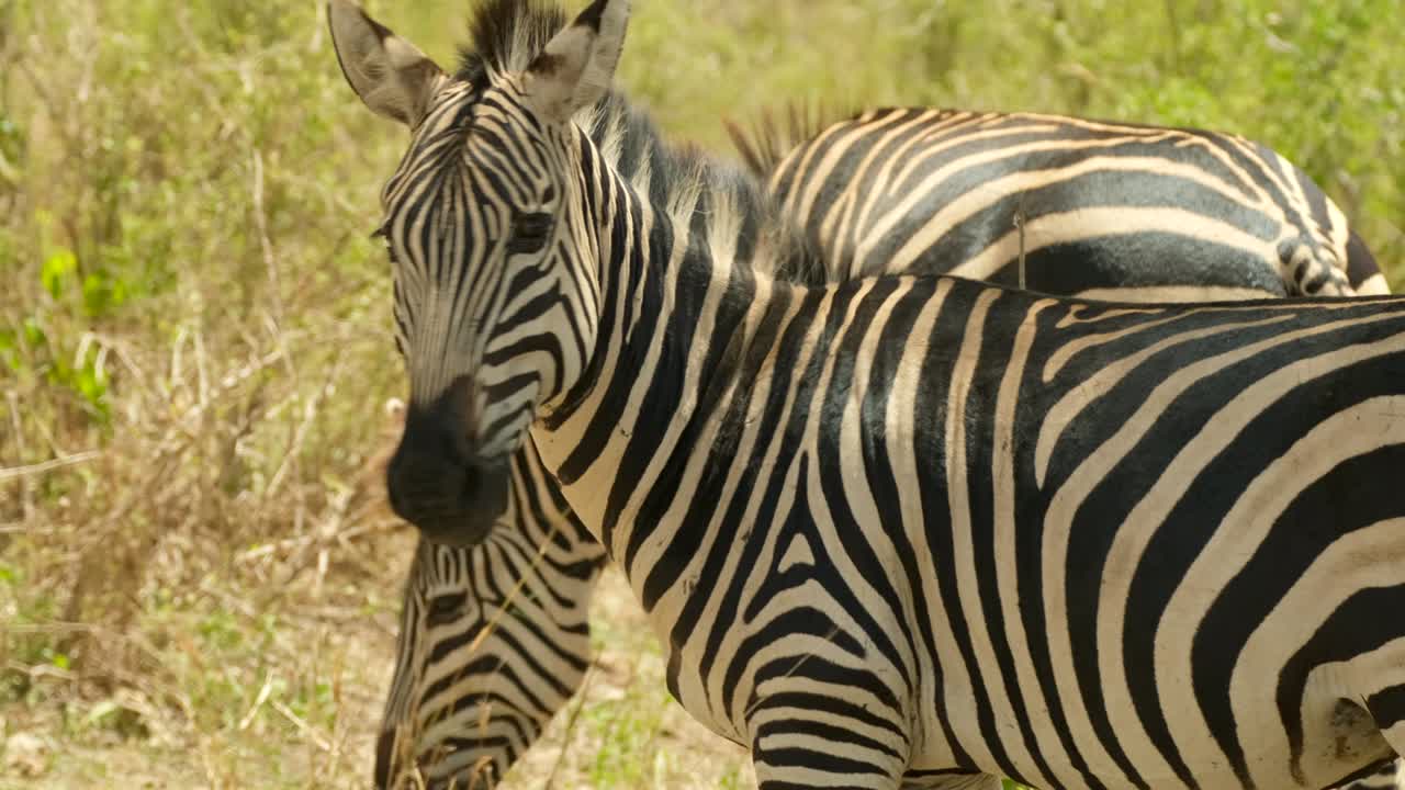 primer plano del hocico de una cebra que ha comido mucha hierba en un prado