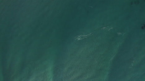 toma aérea amplia de 4k de delfines