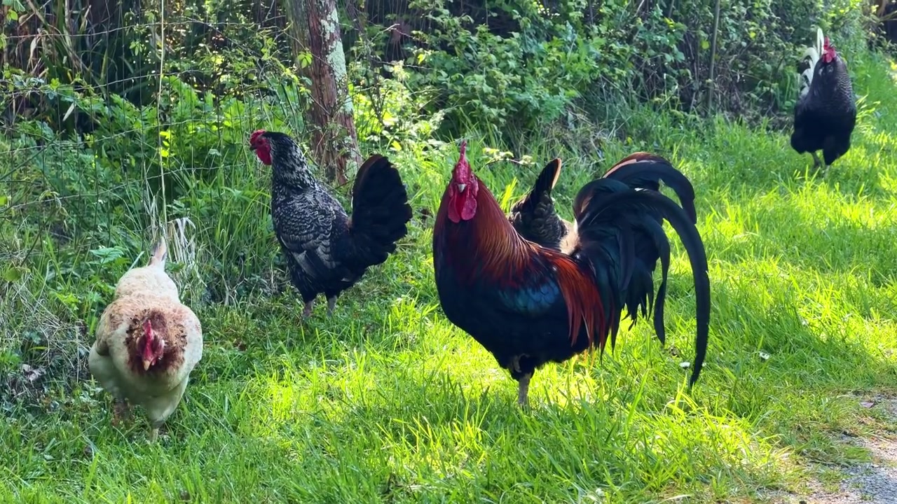 Ayam jantan dan ayam betina mencari makan di padang rumput. Close-up