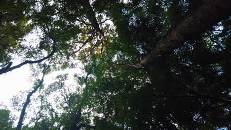 walking under beautiful tree canopy in rainforest of new zealand, pov looking up