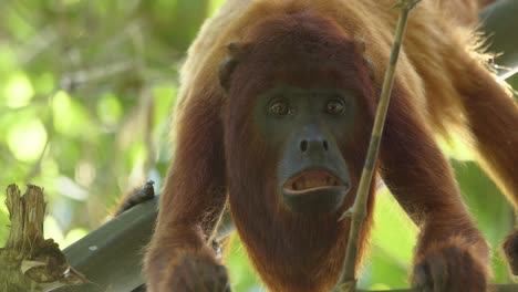 Amazon-howler-monkey-climb-tree-branch-and-yawn-towards-camera---static-medium