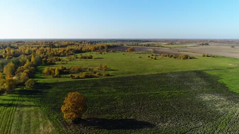 Bunte-Saisonale-Wälder-Im-Herbst-Fallen-Aus-Der-Luft