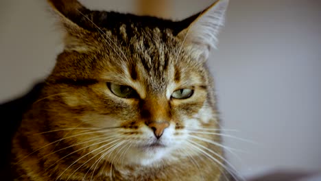 el gato se sienta en una silla.