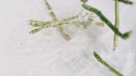 asparagus falling into water in super slow motion