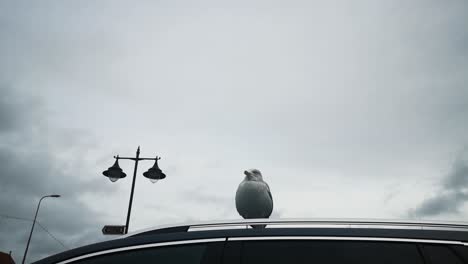 Hungry-noisy-pair-of-seagulls-on-car-roof-waiting-for-food-against-overcast-sky