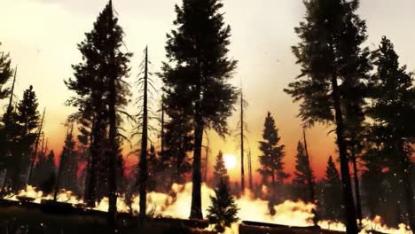 a dramatic transformation of a forest landscape: from peaceful sunset to fiery blaze as nature faces the devastation of fire