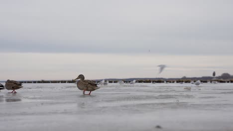 ducks sliding on icy lake