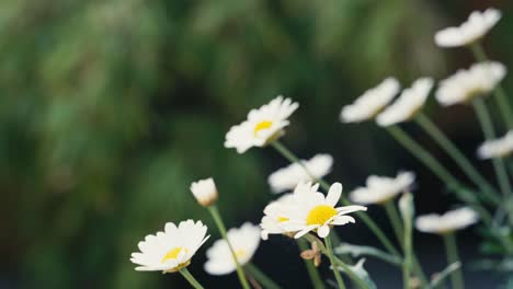escena de verano con flores blancas de margarita contra un fondo borroso