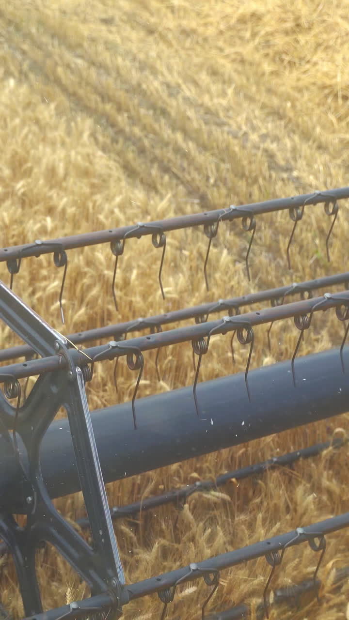 cosechadora combinada cosechando el campo de trigo