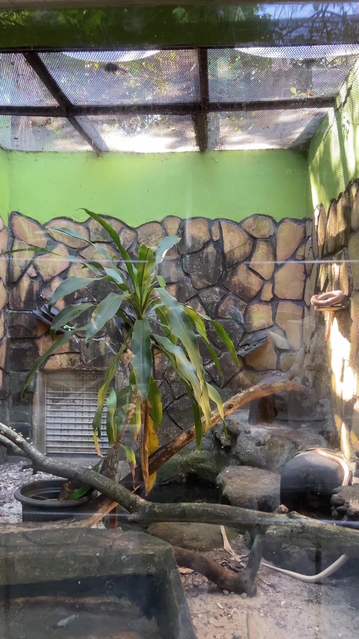 Recinto per animali da interno con pianta tropicale e parete rocciosa