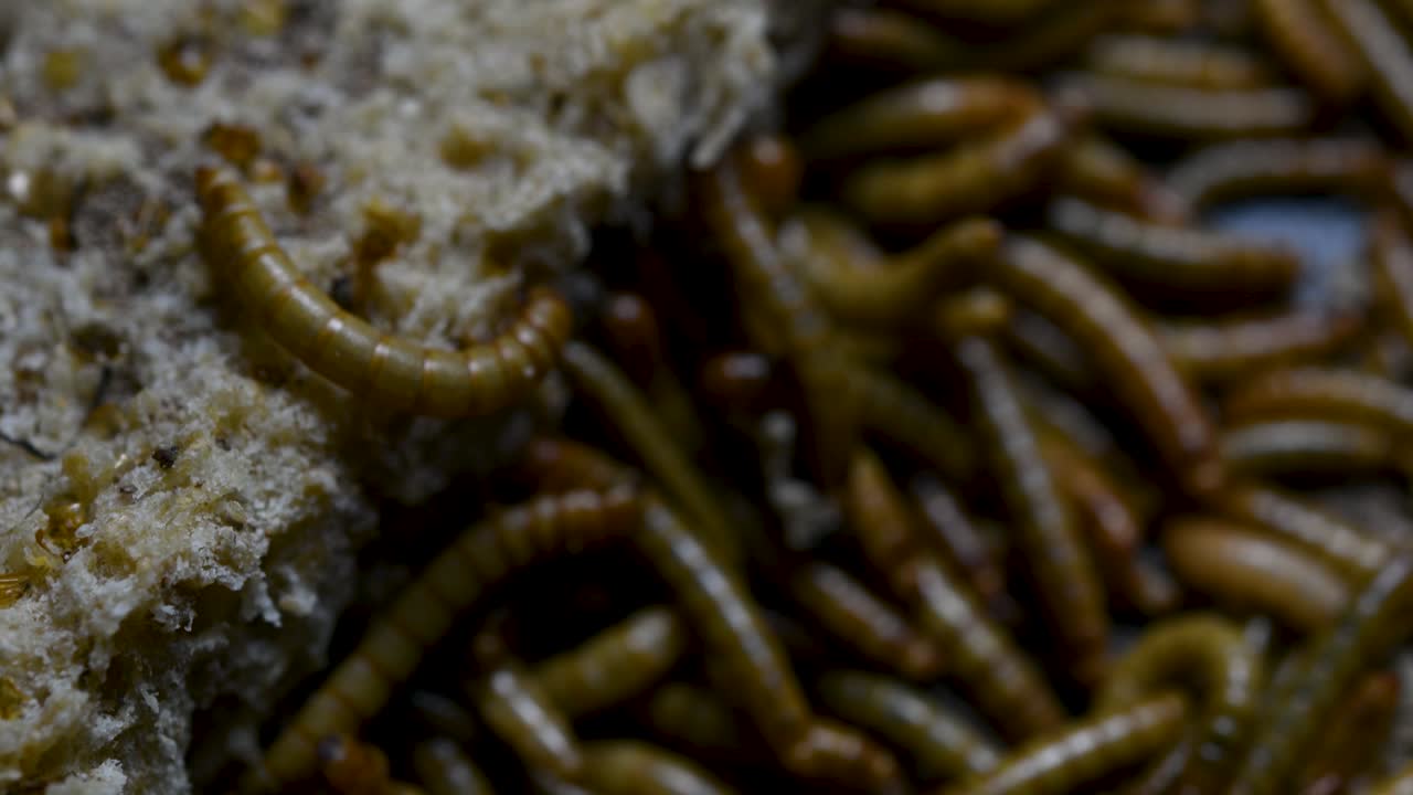 O Tenebrio é uma espécie de besouro Tenebrionidae usado para alimentar animais de estimação como peixes, cobras, pássaros e sapos.
