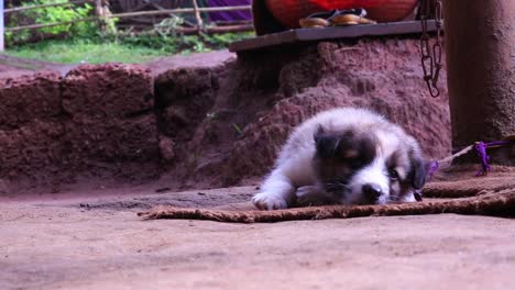 pequeño cachorro marrón y blanco borroso atado a un poste con una cinta delgada yace sobre una alfombra y ajusta su posición
