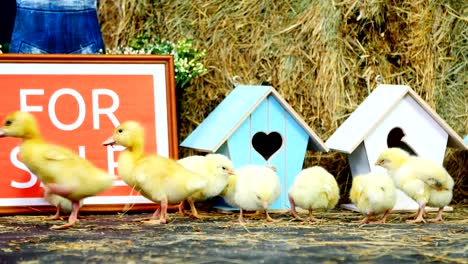 close-up, on the straw, on the hay are walking small chickens, ducklings. in the background a haystack, colored small birdhouses. studio video with thematic decor