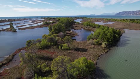 mangrove trees and mud surrounded by shallow water of lagoon near adriatic sea coastline in albania