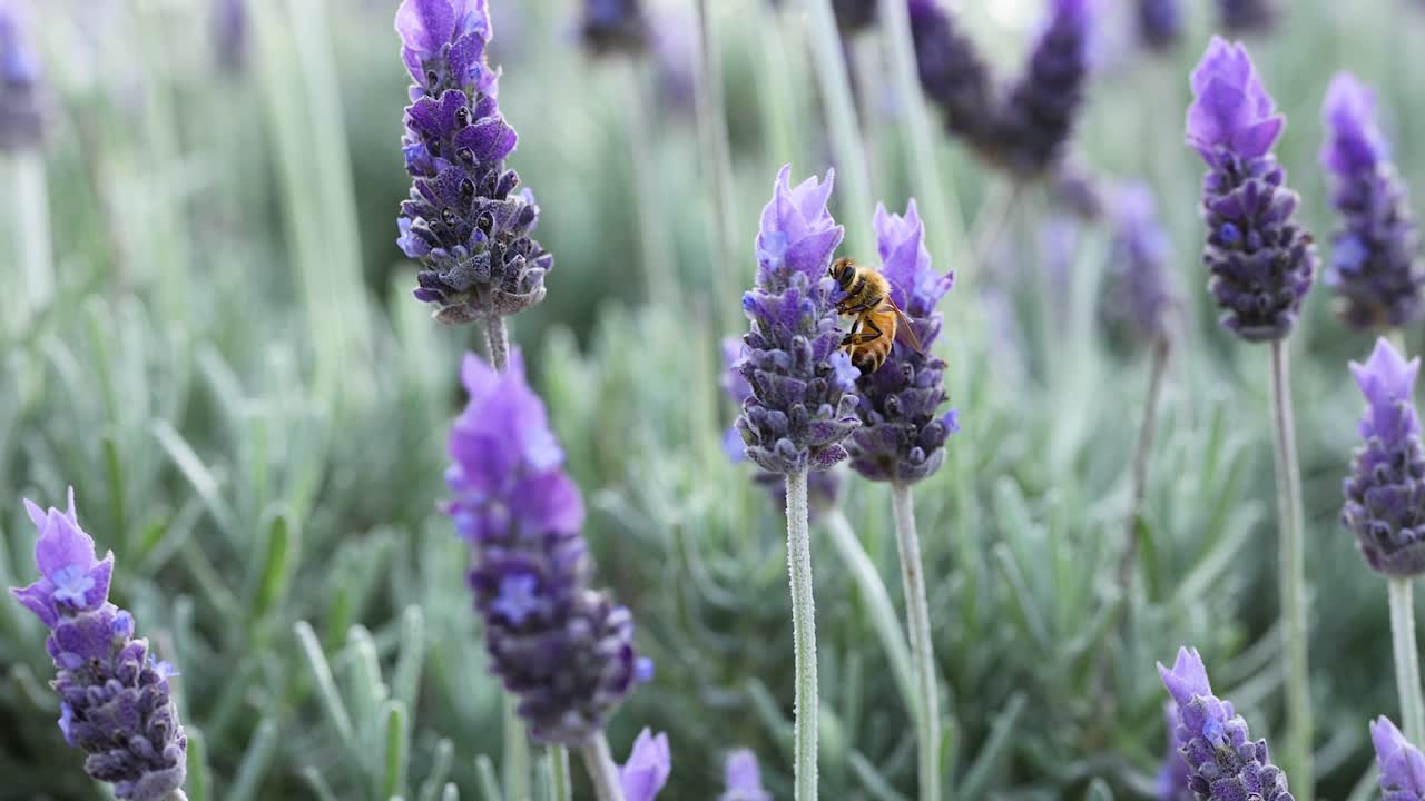 Un'ape che raccoglie il nettare dai fiori di lavanda