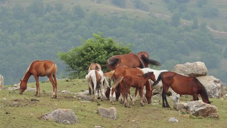 manada de caballos con potros pastando en pastos en las montañas armenias