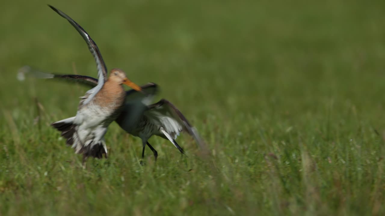 Black-tailed Godwits in a Field