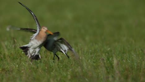 black-tailed godwits in a field