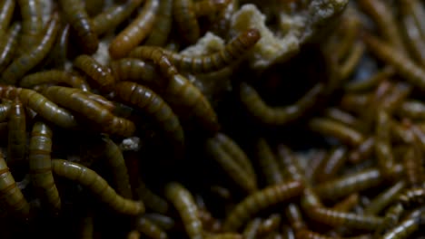 The-Mealworm-is-a-species-of-Darkling-Beetle-used-to-feed-pets-like-fish,-snakes,-birds,-and-frogs