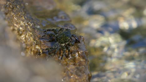 small crab eating and moving on rock by the sea with waves sweeping