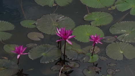 Schwimmende-Wasserlilie