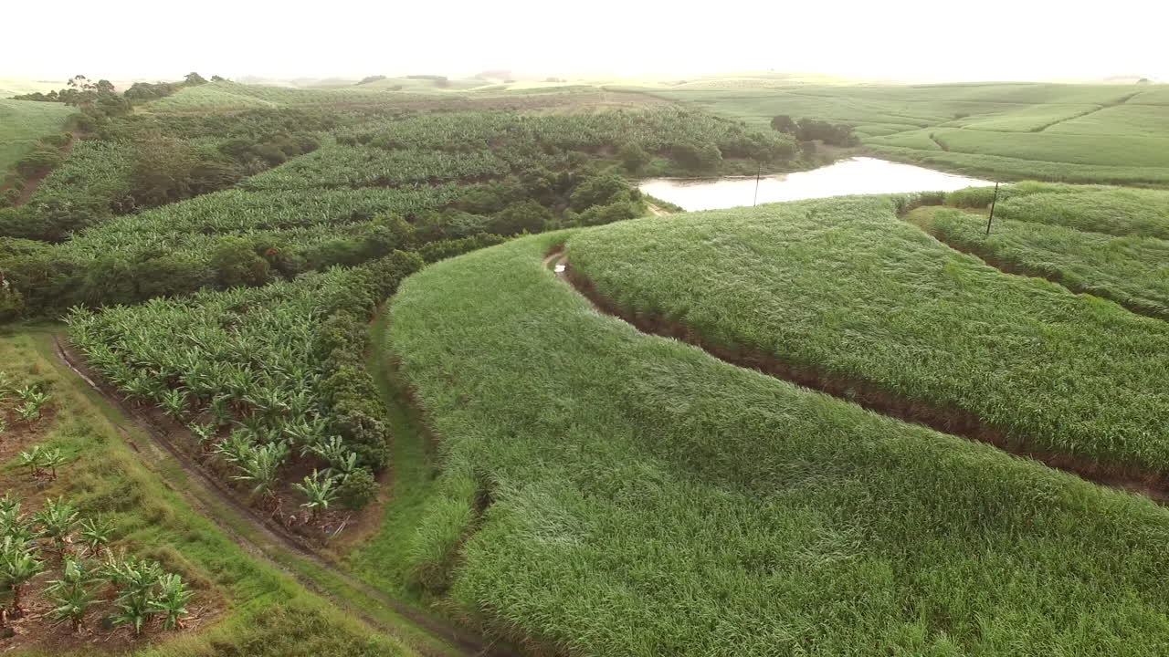 남아프리카 공화국의 바나나 농장과 사탕수수 밭을 가로지르는 이른 아침 공중 드론 팬