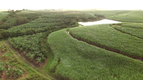 early morning aerial drone pan over banana plantations and sugar cane fields in south africa