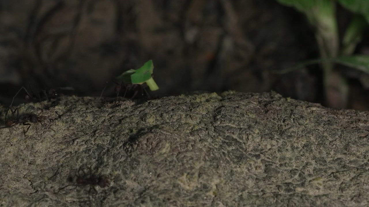 Ants carry vibrant green leaf pieces over a textured surface in the Amazon rainforest. Ideal for nature documentaries or educational content.