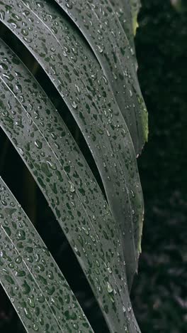 wet tropical leaves