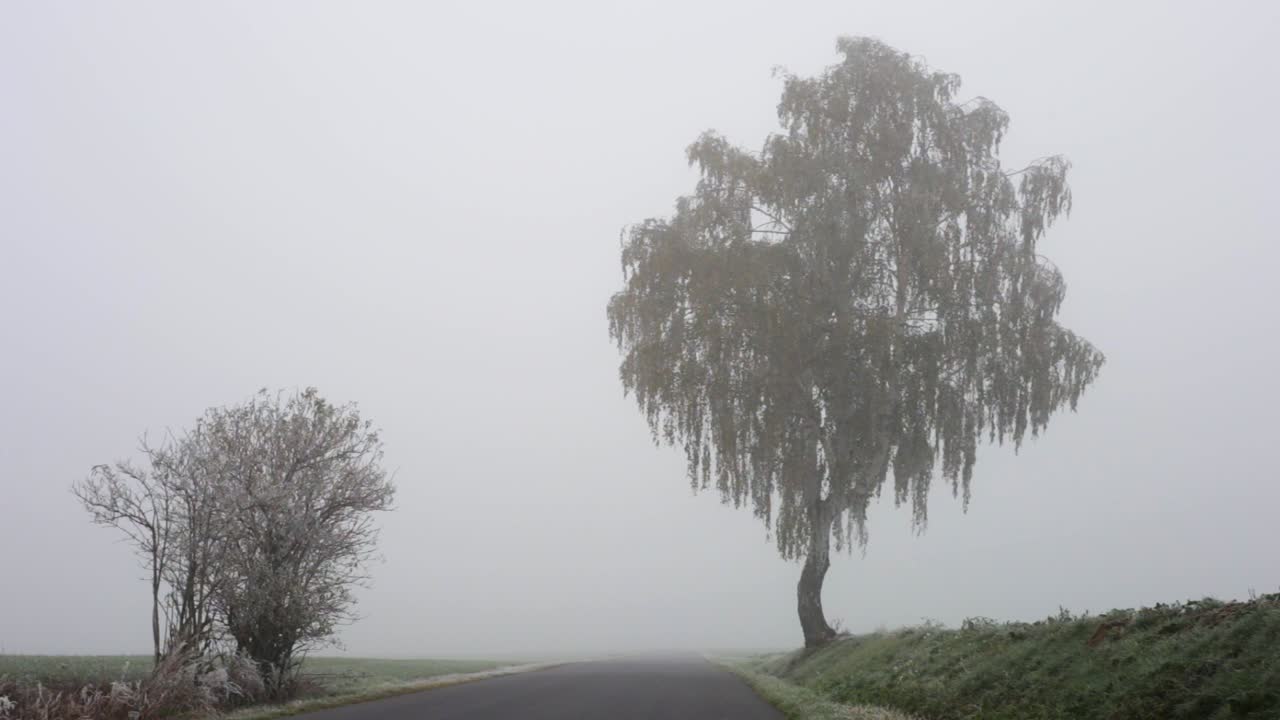 Two lovely trees between the highway in a cloudy day - wide shot