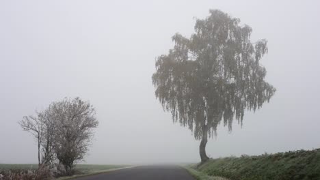 two lovely trees between the highway in a cloudy day - wide shot