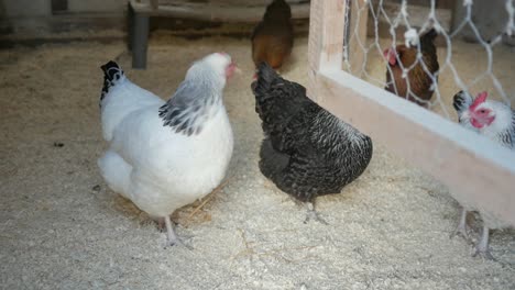 hens in hen house, small backyard chicken coop