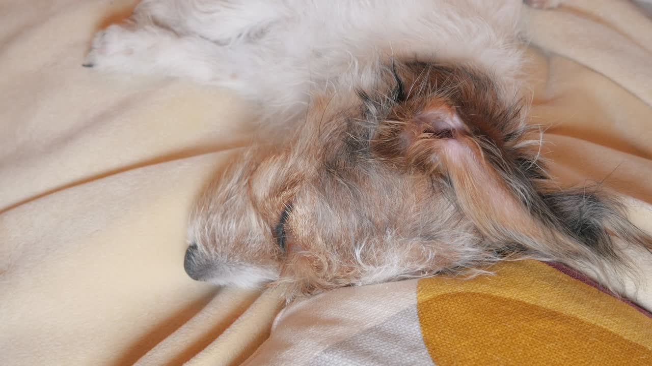 노란색 베개 위에서 잠을 자고 있는 와이어 헤어 잭 러셀 테리어 강아지의 클로즈업