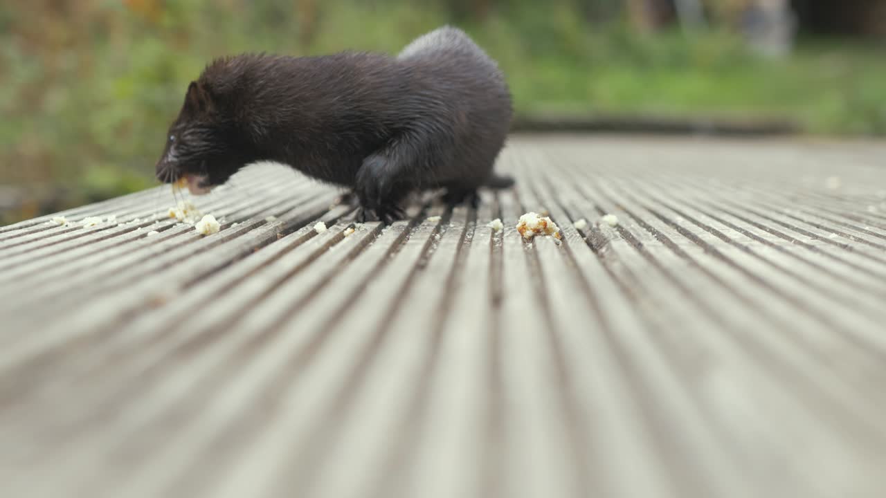 실시간으로 부두에서 부스러기를 먹는 야생 밍크를 클로즈업하세요