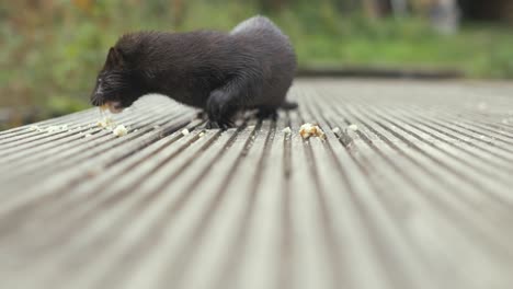 close up wild mink eating crumbs on jetty real time