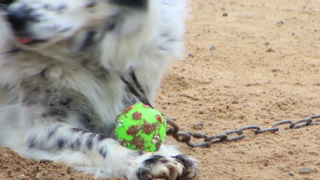 눈 주위에 검은색이 있는 점박이 흰색 개는 그의 녹색 공을 가지고 놀게 되어 기쁩니다